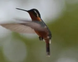 Lampornis calolaemus