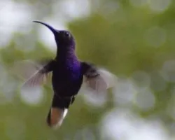 Campylopterus hemileucurus