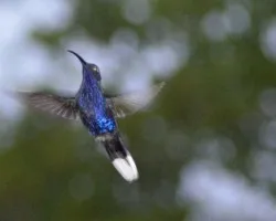 Campylopterus hemileucurus