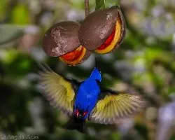 Cyanerpes cyaneus