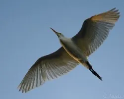 Egretta thula