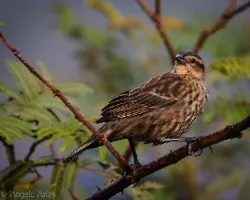 Agelaius phoeniceus
