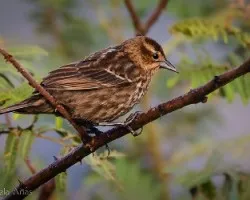Agelaius phoeniceus