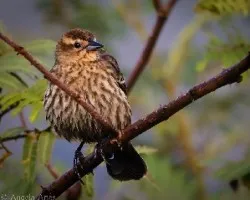Agelaius phoeniceus