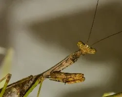 Mariaseca