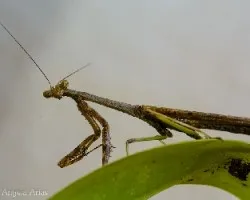 Mariaseca