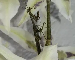 Mariaseca