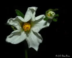 Solanum tuberosum