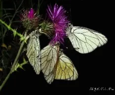 Aporia crataegi