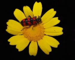 Trichodes apiarius