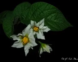 Solanum tuberosum