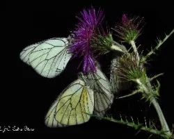 Aporia crataegi