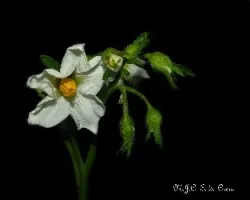 Solanum tuberosum