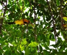 Icterus chrysater