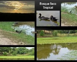 Bosque seco tropical