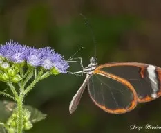 Greta oto