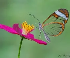 Greta oto ii