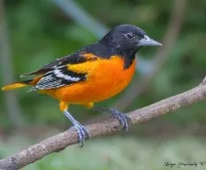 Icterus galbula