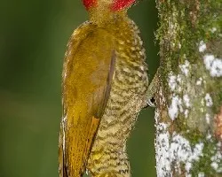 Piculus simplex