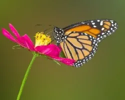 Danaus plexippus
