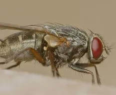 Mosca