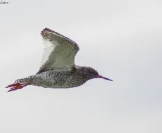 Tringa totanus