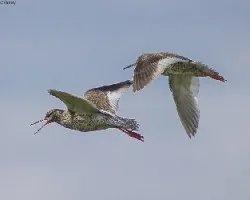 Tringa totanus