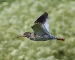 Tringa totanus