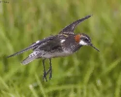 Phalaropus lobatus