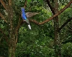 Campylopterus hemileucurus