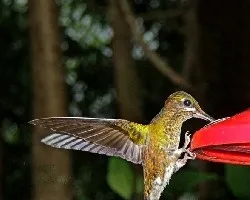 Colibri