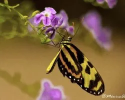 Mariposa
