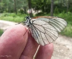 Aporia crataegi
