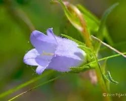 Atropa belladonna