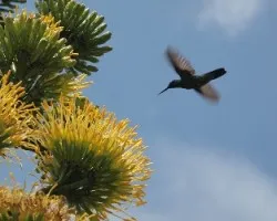 Vuelo a la miel