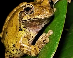 Smilisca baudinii