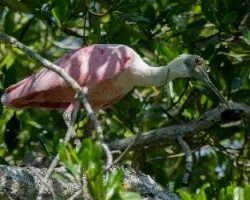 Platalea ajaja