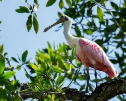 Platalea ajaja