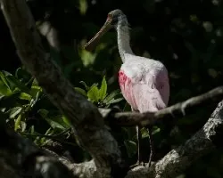 Platalea ajaja