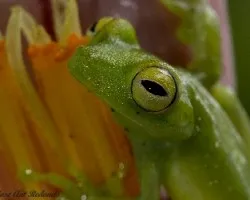 Mirada profunda