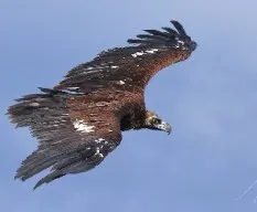Aegypius monachus