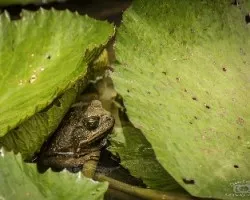 Anfibios 