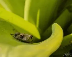 Anfibios 