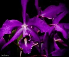 Orquidea 