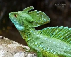 Basiliscus plumifrons