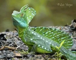 Basiliscus plumifrons