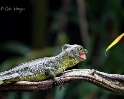 Basiliscus plumifrons
