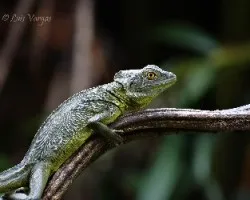 Basiliscus plumifrons