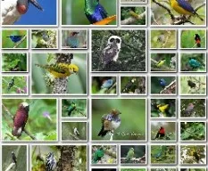 Mosaico