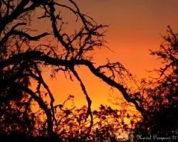 Arbol en llamas